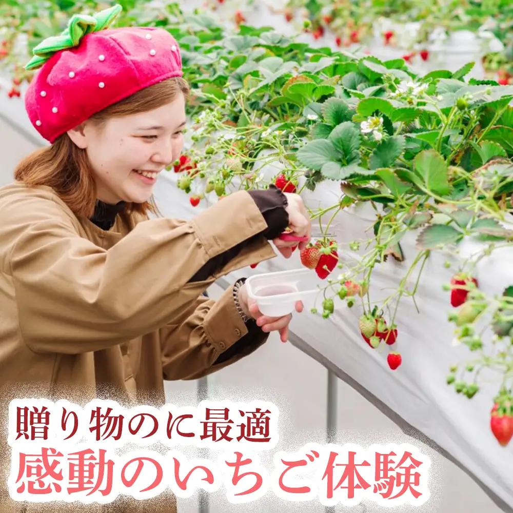 【体験】 【開催期間 2027年1月1日～5月7日】 オリジナルいちごと人気ブランドいちごの食べ比べ いちご狩り体験チケット ( 4名様分) ＋お土産いちご4パック付き【maato009】