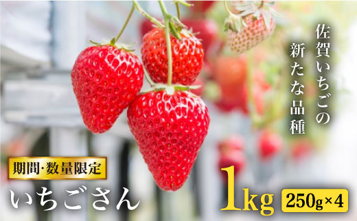 
                  【1月以降順次発送】佐賀県産いちごさん 合計約1kg（250g×4） [FBT023]
                