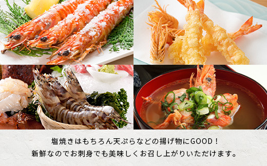 活車えび 500g【季節限定】25尾前後 沖縄県 石垣島 石垣市 活き くるまえび 車エビ BE-4 500g 25尾前後