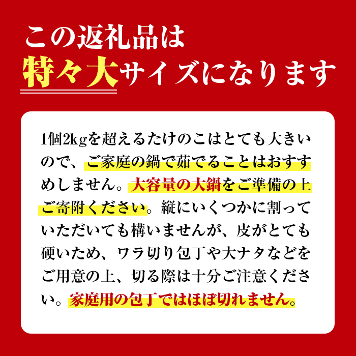 i499 ≪数量限定！2025年4月上旬～4月中旬の間に発送予定≫いずみギガタケノコ＜特々大1個＞鹿児島県出水市産！国産たけのこを産地直送！ たけのこ 筍 巨大 2kg以上 イベント向け 旬 野菜 採