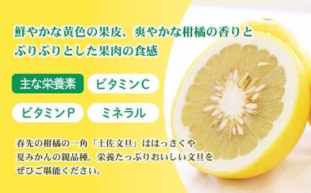 【先行予約】【訳あり】土佐文旦 加工用（M〜5L混合）約10kg〈2027年2月中旬〜発送〉/ 文旦 10キロ 約16〜30玉 ぶんたん ブンタン 柑橘 果物 フルーツ【株式会社とさもん】 [BQAE