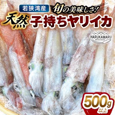 ふるさと納税 美浜町 天然子持ちヤリイカ(500g)