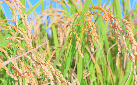 新米令和5年 『定期便』至福のササニシキ（精米）5kg×2袋 全12回 米 お米 おこめ ふるさと納税 山形県 新庄市 F3S-1598