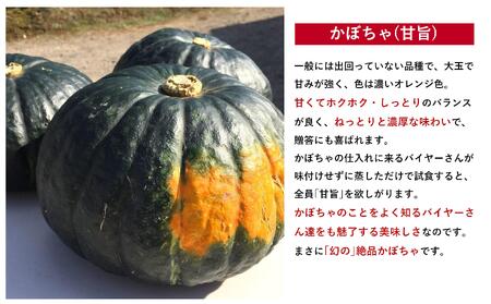 ＜2024年9月初旬よりお届け＞【農園直送】清水農園のかぼちゃ(甘旨）約10kg (4～6玉) 【 ふるさと納税 人気 おすすめ ランキング かぼちゃ カボチャ 南瓜 野菜 甘い ほくほく しっとり北