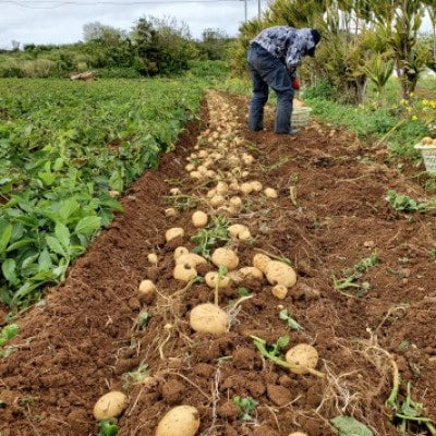 【先行予約! 2026年2月中旬発送】 伊仙町 特産品 有機栽培 ばれいしょ 約10kg
