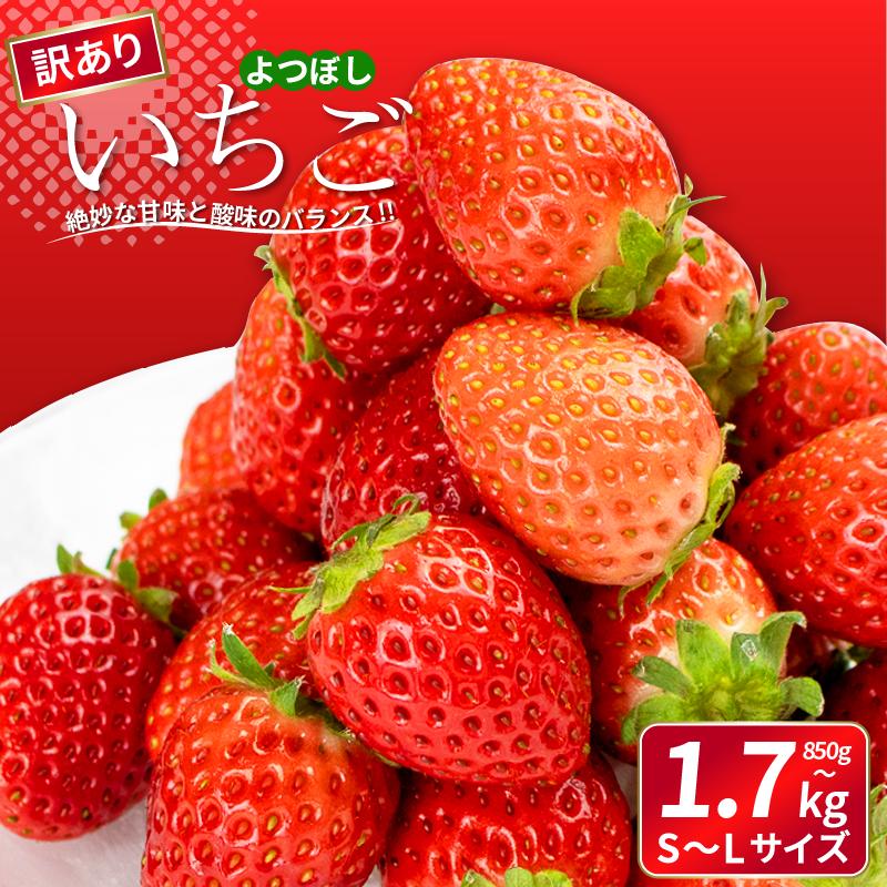 
            先行予約 訳あり いちご よつぼし 850g～1.7kg 選べる容量 果物 フルーツ 苺 ストロベリー ケーキ アイス シャーベット ジェラート ゼリー ジュース ジャム スムージー 洋菓子 和菓子 お菓子 おやつ フルーツサンド フルーツ大福 苺大福 不揃い 規格外 家庭用 人気 オススメ お取り寄せ グルメ 徳島県 阿波市 チタチタストロベリーファーム
          