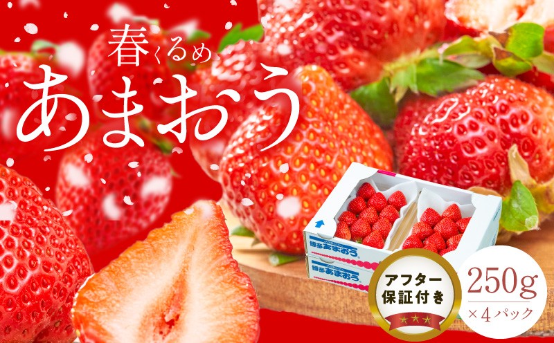 
                  【2027年2月以降お届け】福岡産［春］あまおう4パック_春くるめ あまおう 250g × 4パック 合計 1kg シール付き 冷蔵 濃厚 甘い 果汁 アフター保証 安心安全 国産 いちご 果物 アレンジ おやつ フルーツ スイーツ スムージー ジャム 南国フルーツ お取り寄せ 福岡県 久留米市 送料無料_Fi012
                