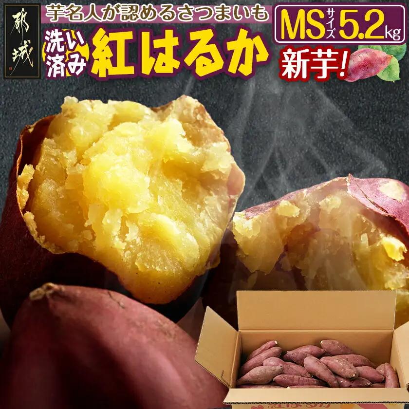 【新芋】芋名人が認めるさつまいも『洗い済み　紅はるか』5.2kg MSサイズ ※9月～11月頃順次発送_LE-L704-N_(都城市) 宮崎県都城産 紅はるか MSサイズ