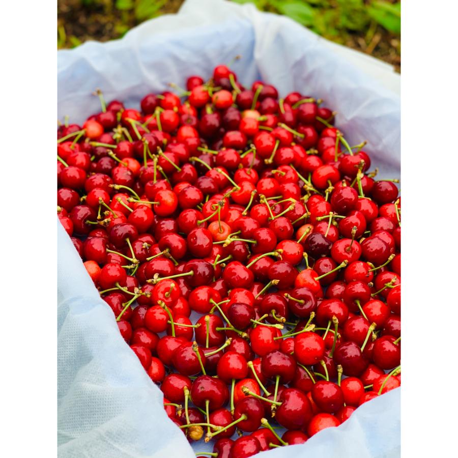 ＜アンスリーファーム＞佐藤錦　秀　Lサイズ　バラ　300ｇ