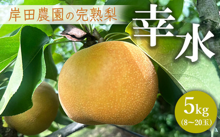 【先行予約】岸田農園の完熟梨 幸水【5kg,8-20玉入り】 | 梨 なし 果物 フルーツ 完熟 ジューシー 秋 旬 産地直送 期間限定 季節限定 季節商品 送料無料 国産 栃木県 芳賀町 ※2025年8月上旬～8月下旬頃に順次発送予定