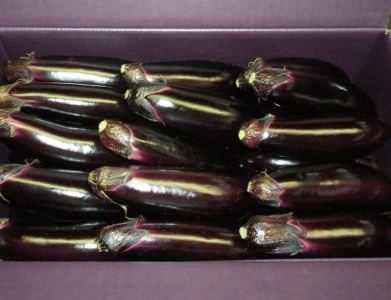 幸田町産「とげなし美茄子」 5kg ｜ なす ナス 茄子 野菜 ※11月～6月に順次発送予定