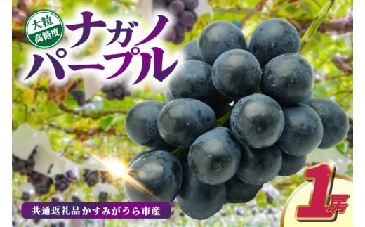 ナガノパープル1房　県内共通返礼品:かすみがうら市産 (BR154)
