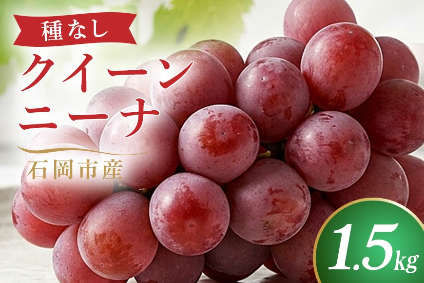 
                  【令和8年産先行予約】クイーンニーナ（種なし）1.5kg（2～4房）葡萄 ブドウ フルーツ 果物 くだもの 産地直送 茨城県 石岡市　A02-033
                