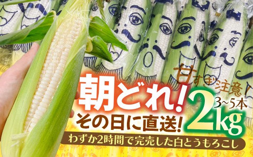 とうもろこし 白とうもろこし 2kg | とうもろこし トウモロコシ コーン 野菜 やさい ヤサイ 夏野菜 玉蜀黍 朝採れ 朝どれ 新鮮 じゅわっ バーベキュー BBQ 冷製スープ 旬の味覚 所沢とうもろこし 所沢トウモロコシ ところざわ 株式会社corot 埼玉県所沢市