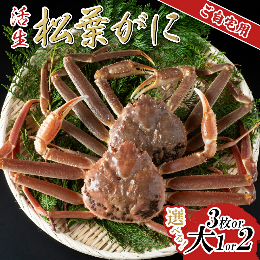 【ふるさと納税】【先行予約】【活生】ご自宅用松葉ガニ 1～3枚｜鳥取県 かに ずわいがに 大1枚、大2枚、3枚 発送11月～