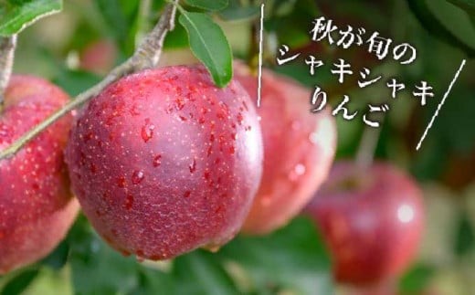 甘味と酸味のバランスが絶妙な長野生まれの秋映りんご。