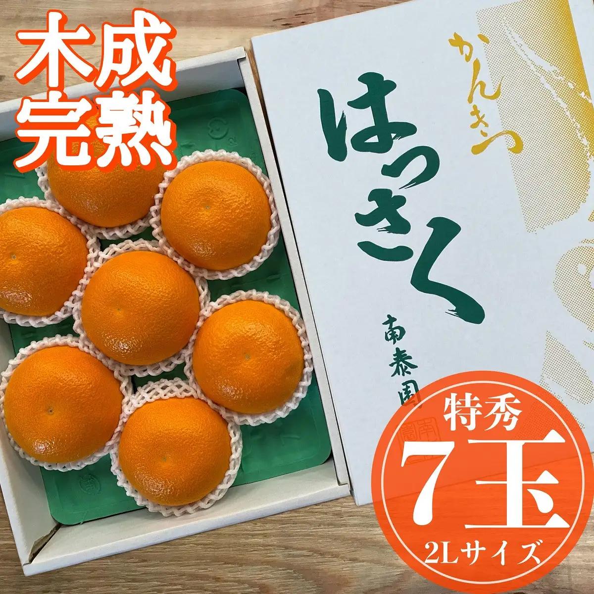 木成完熟 紅はっさく 特秀 大玉 2L × 7玉入 化粧箱 南泰園【2027年4月上旬～発送】