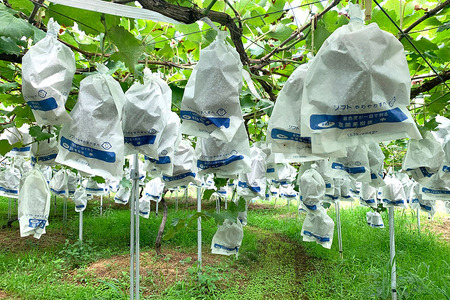 【 2025年 先行予約 】 巨峰 2kg ( 種あり ) 開田ぶどう園 5房 ～ 7房 ぶどう ブドウ 国産 果物 くだもの 葡萄 フルーツ 2キロ 8月 下旬 9月 発送 夏 秋 旬 品種 茨城県