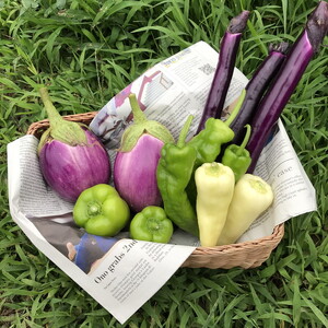 【全4回定期便】那須ブランド 那須高原野菜セット（隔月1回／5月～11月）｜ 野菜 お野菜 新鮮 詰め合わせ やさい みずみずしい 美味しい 自然 栃木県 那須町〔P-67〕※北海道・沖縄・離島への配