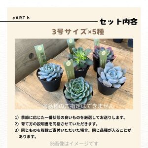 八ヶ岳育ち 多肉植物 eARThコレクション ラベル付き おまかせ詰合せ 3号 5鉢 インテリア多肉植物 おしゃれ多肉植物 ギフト多肉植物 高冷地多肉植物