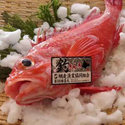 ふるさと納税 網走市 【網走産】[生] 高級ブランド釣きんき 1尾【2026年4月より発送】