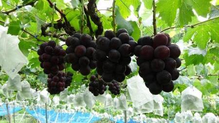 【甘さとみずみずしさが自慢】種なしピオーネ＜ぶどう約２kg＞★8月下旬から9月中旬発送★【KF10】