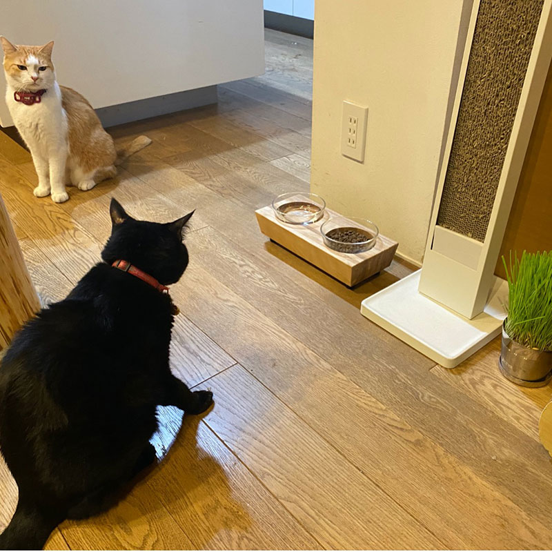 ペットフードテーブル　carving S 2連　ペット用品 ごはん台 食器台 無垢材 猫 犬 ネコ イヌ ペット 食器台テーブル フードスタンド インテリア 雑貨 日用品 木製 エサ台 皿 給水 おし