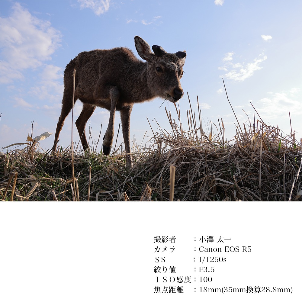 SIGMA 18-50mm F2.8 DC DN｜Contemporary【ソニーEマウント】
