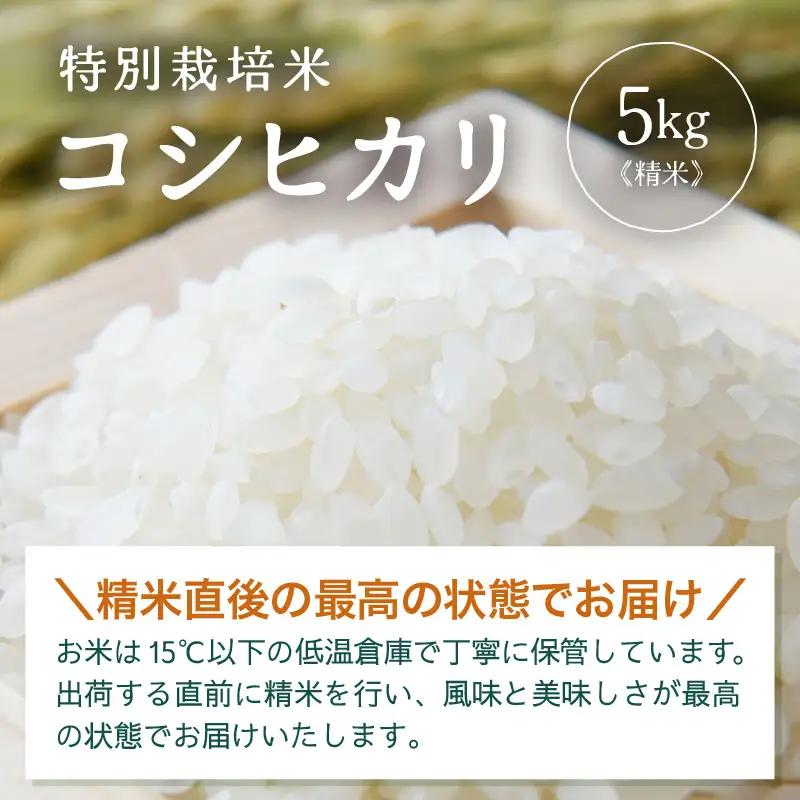 【先行予約】【令和8年産】 特別栽培米 コシヒカリ 精米 5kg×1袋（計5kg）※2026年9月下旬より順次発送 [aw121-a004]