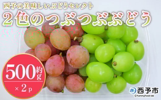 先行予約＜西予の美味しいぶどうセレクトセット／2色のつぶつぶぶどう500g×2p＞ 果物 くだもの フルーツ ぶどう 葡萄 ブドウ セット 食べ比べ 野菜ソムリエ 食べて応援 特産品 産地直送 西予ぶどう倶楽部 愛媛県 西予市【冷蔵】『8月下旬から9月上旬迄に順次出荷予定』