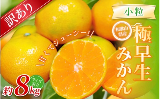 【訳あり・ご家庭用】 森本農園の手選別 極早生小粒みかん 約8kg 和歌山県産【北海道・沖縄・離島配送不可】【2026年10月上旬～下旬頃に順次発送】【BV-mrmt058】