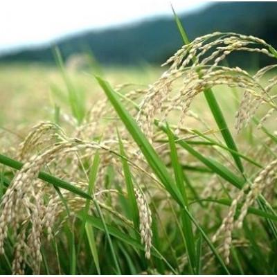 ふるさと納税 与謝野町 【毎月定期便】京都丹後産コシヒカリ　農家直送精米10kg　栽培期間中農薬を減らして育てたお米全6回 |  | 01