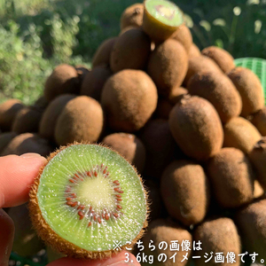 【12月上旬~順次発送】 訳あり キウイフルーツ 2kg  腸活 グリーンキウイ 健康 甘い キウイ フルーツ 無選別 みつばちキウイ 規格外 デザート 果物 くだもの 国産 愛知県 南知多町 【配送