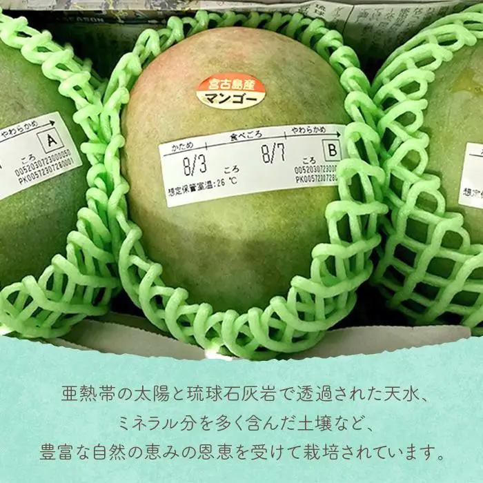 《先行予約 2027年発送》『天使のマンゴー』宮古島産キーツマンゴー  1.6kg （2玉）【ご贈答用】「LA MANGUE BLEUE」農家直送（GZ004）