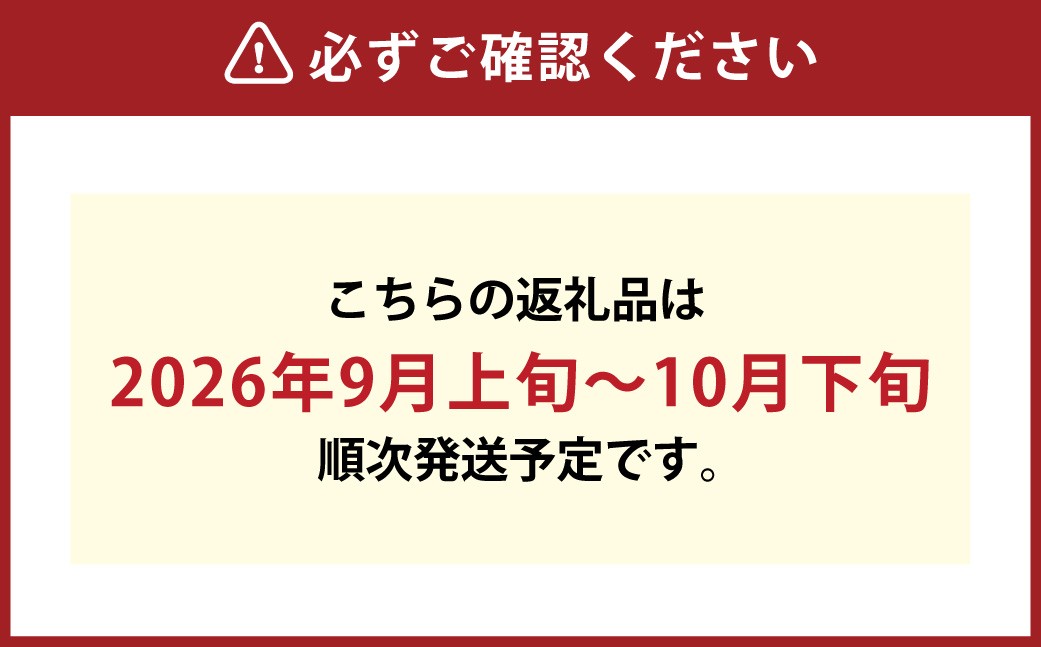 訳ありつる付きニューピオーネ3房（1房530g以上）露地栽培