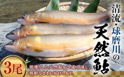 FKP9-366 球磨川の天然鮎 3尾