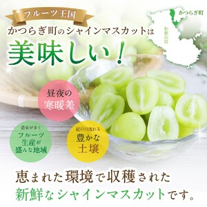 シャインマスカット  朝摘み 秀品 2房 ※2026年8月末から9月末順次発送予定【kgr035】 