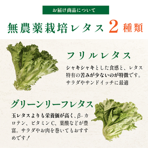 無農薬 朝採り フリルレタス グリーンリーフレタス 2種類 8袋 2.6kg | レタス 洗わずに食べられる 新鮮レタス  無農薬 野菜直送 フレッシュ サラダ用野菜 健康志向 産地直送  緑黄色野菜