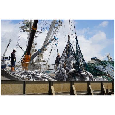 ふるさと納税 指宿市 【全6回定期便】鰹本枯れ節定期便(Z-016) |  | 01