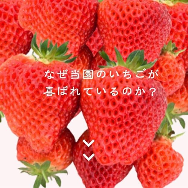 先行予約  いちご 雪国完熟越後姫 約170g×6P 苺 イチゴ フル