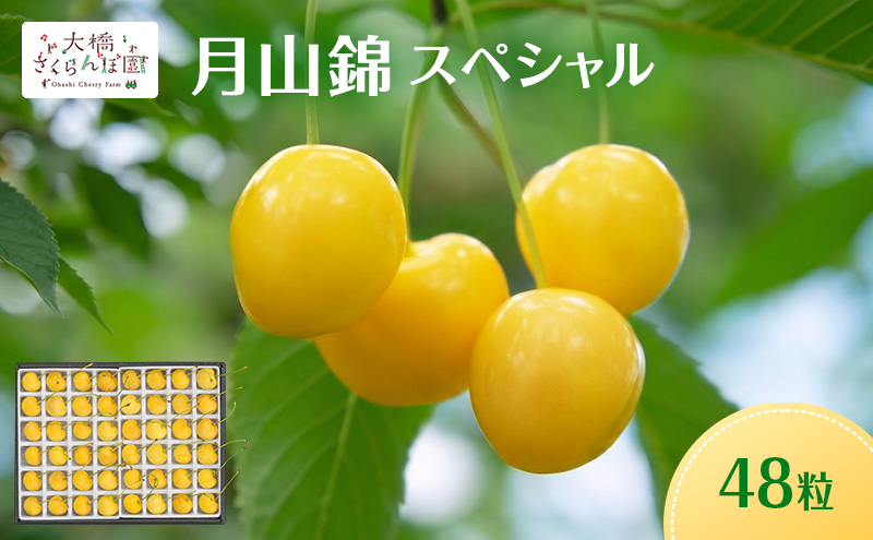 【先行予約】さくらんぼ 月山錦 スペシャル 48粒 化粧箱入 