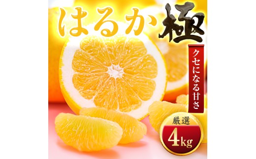 ＜太陽をたっぷり浴びた＞はるか＜極＞4kg＜C49-48＞【1509745】 YWTZ040