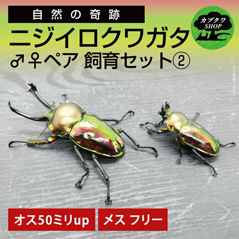 【ふるさと納税】 クワガタ ニジイロクワガタ オスメス ペア飼育セット クワガタムシ 昆虫 虫 むし ペット 国産 飼育 セット 夏休み 自由研究 初心者 人気 プレゼント ギフト 贈り物 誕生日 送料無料 茨城県 鹿嶋市