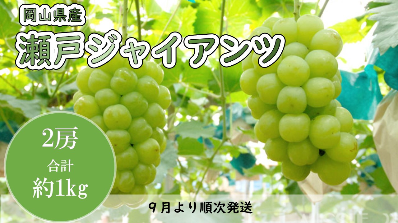 
岡山県産　瀬戸ジャイアンツ（１房４８０ｇ以上・約１kg）２房入り　マスカット
