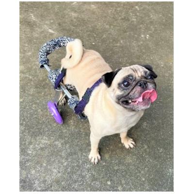 ふるさと納税 西条市 ペット用オーダーメイド車いす　中型犬