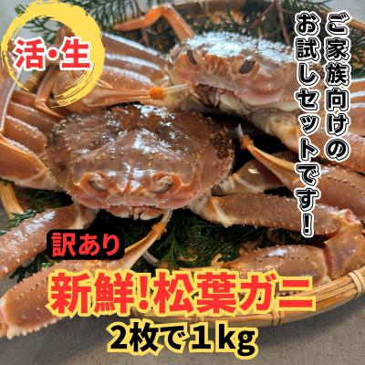 ふるさと納税 岩美町 鳥取網代港【訳あり】活!松葉ガニ1kgセット【さかなや新鮮組】