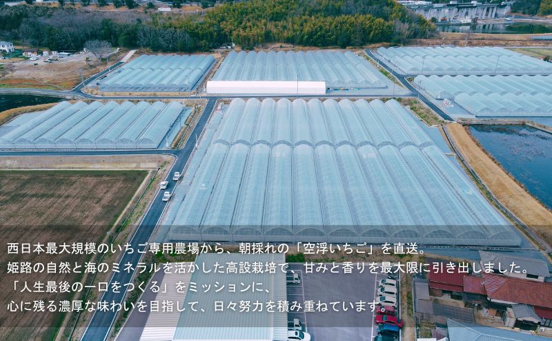 先行予約価格[2026年1月上旬より順次お届け]空浮いちご 8パック「北海道・沖縄・離島へのお届け不可」 果物 フルーツ 姫路市産 ハウス育ち デザート おやつ 食後 お菓子作り ケーキ作り