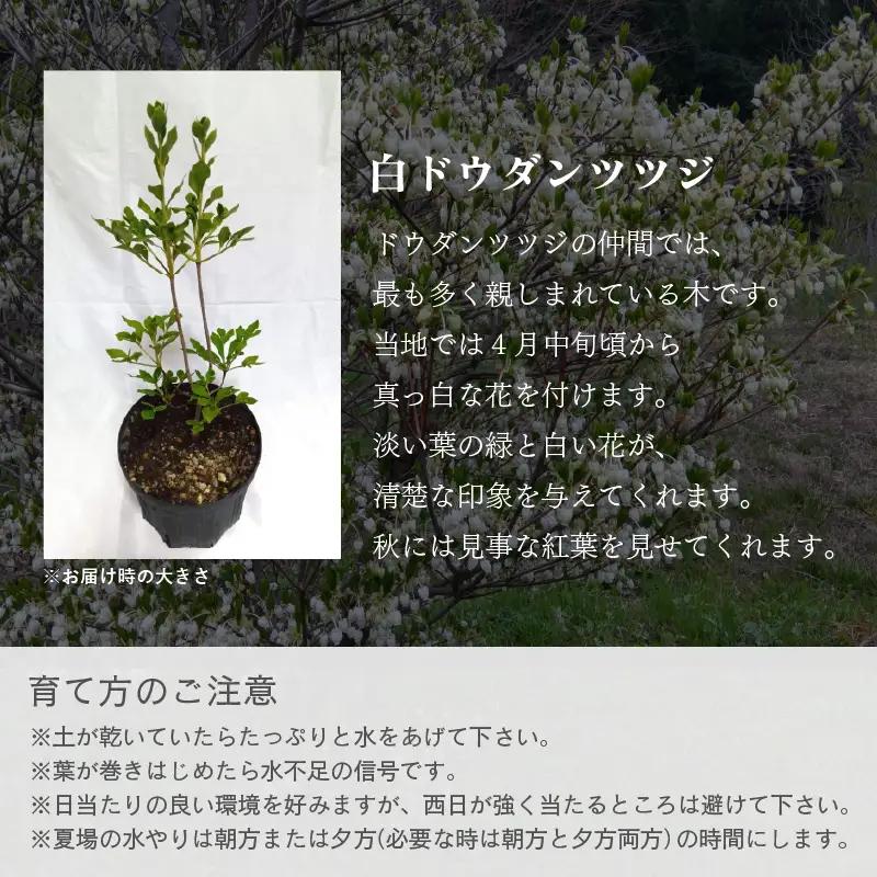 【先行予約】白ドウダンツツジ 苗木 (鉢物)【2027年4月上旬以降順次発送】【ドウダンツツジ フラワー 花 】 [m47-a029]