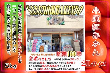 小原紅早生みかん 香川県産 約5kg ( 2Lサイズ ) ｜ みかん