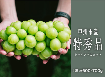 甲州市シャインマスカット『選び抜かれた極上の一房』約600g～700g 1房【2025年発送】（SHP）C7-450【シャインマスカット 葡萄 ぶどう ブドウ 令和7年発送 期間限定 山梨県産 甲州市 フルーツ 果物】